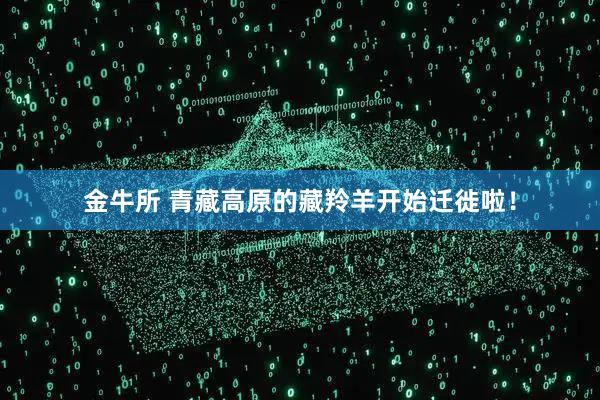 金牛所 青藏高原的藏羚羊开始迁徙啦！